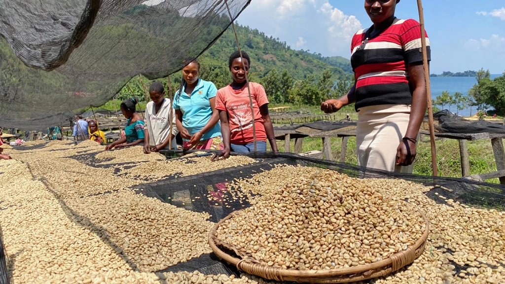 Sechage de grains de caf&eacute;