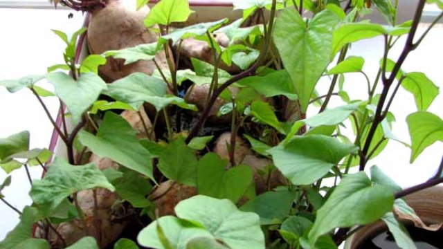 Bouture de patate douce