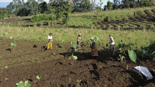 Agriculteurs en RDC