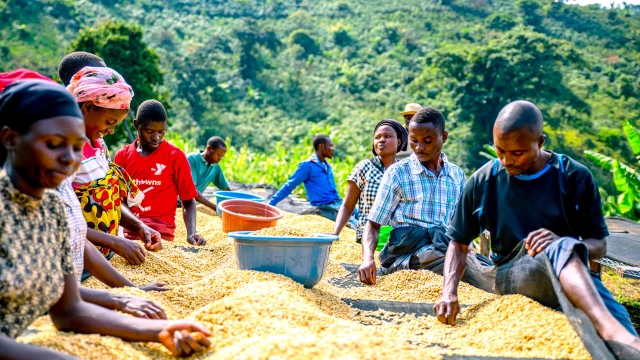 Travailleurs triants des grains