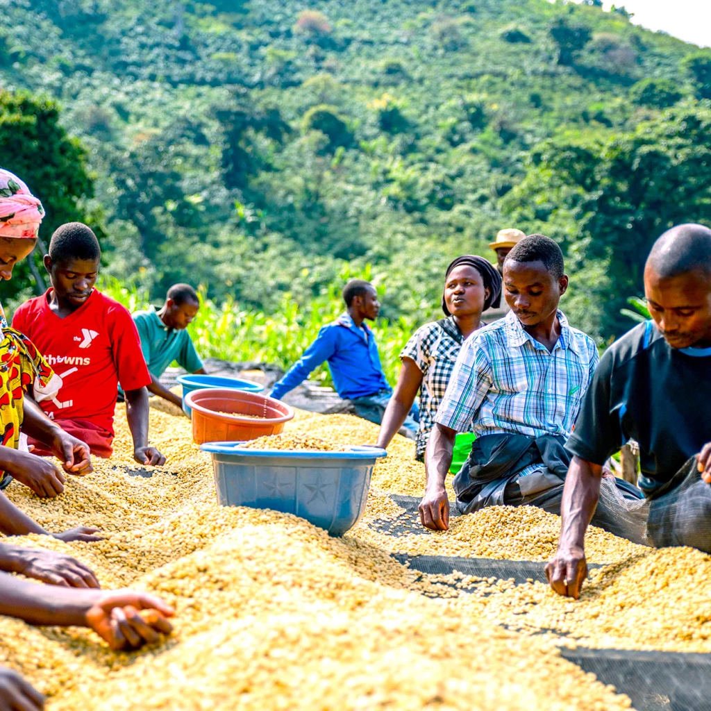 Travailleurs triants des grains