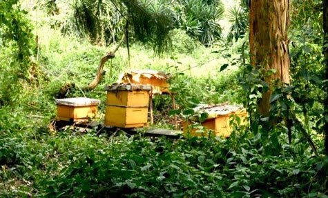 Soutien aux apiculteurs